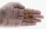 Itsy Bitsy Spider - Vintage Retro Gold Plated Natural Amber Spider Brooch (VBR273)